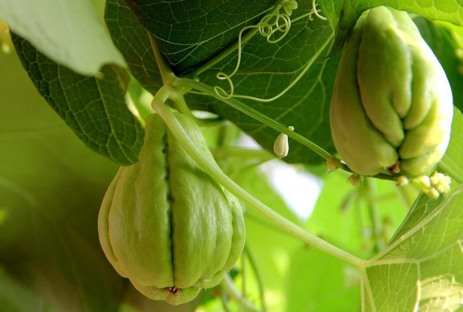 佛手瓜怎么吃最營(yíng)養(yǎng) 揭佛手瓜的功效