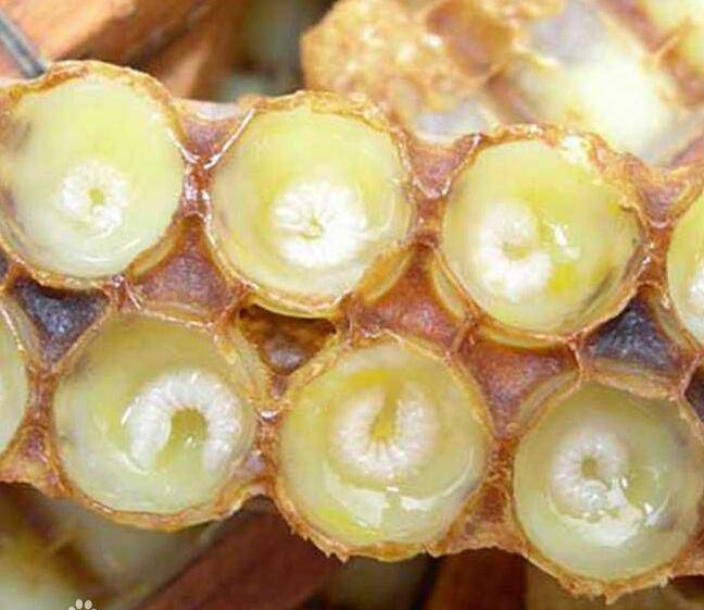 蜂王漿怎么吃最好 蜂王漿的禁忌人群有哪些