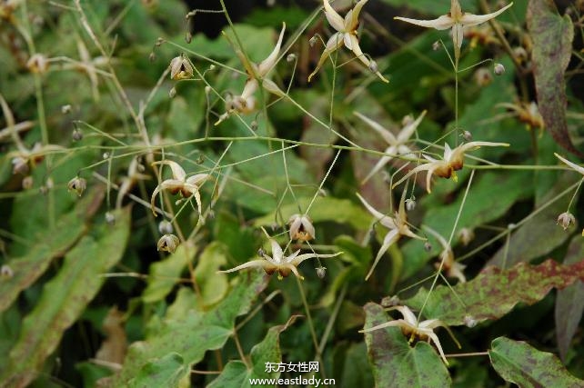 淫羊藿的功效與作用及食用方法大全