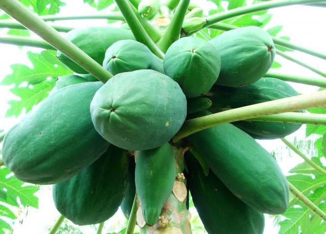 青木瓜應該怎么吃 幫你分析青木瓜的營養(yǎng)