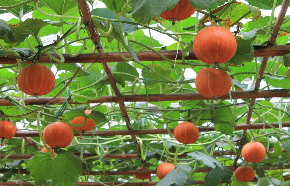 南瓜營(yíng)養(yǎng)價(jià)值高 揭你不知道的南瓜粥做法