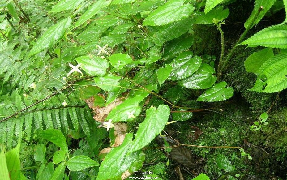 淫羊藿的功效與作用及食用方法大全