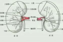 腎盂腎炎癥狀與治療 日常要多吃這些食物哦