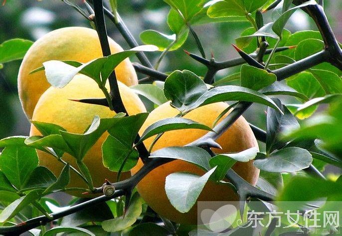 小葉增生食療偏方 小心這些食物會加重病情哦