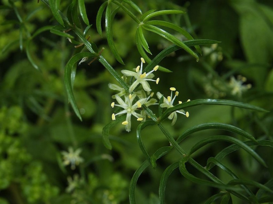 天門冬的功效與作用 藥用價(jià)值有多高