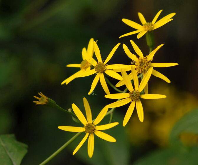 千里光是什么 千里光的功效與作用有哪些