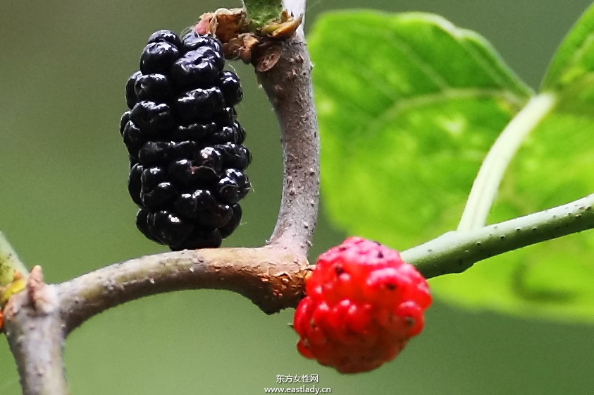 孕婦可以吃桑葚嗎 都有哪些好處
