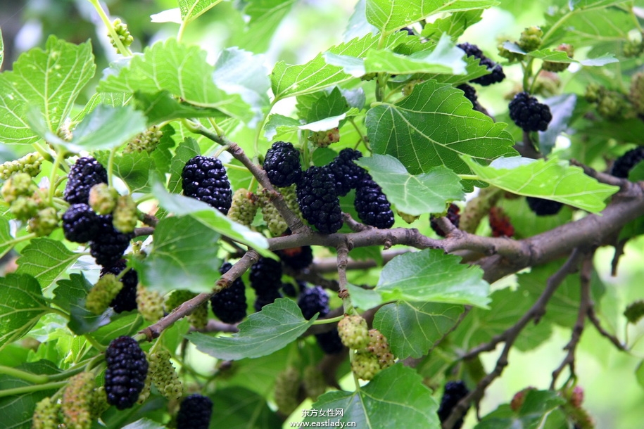 孕婦可以吃桑葚嗎 都有哪些好處