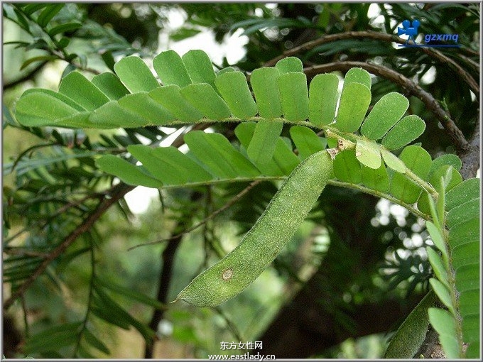 雞骨草煲湯的功效  滋補營養(yǎng)又美味