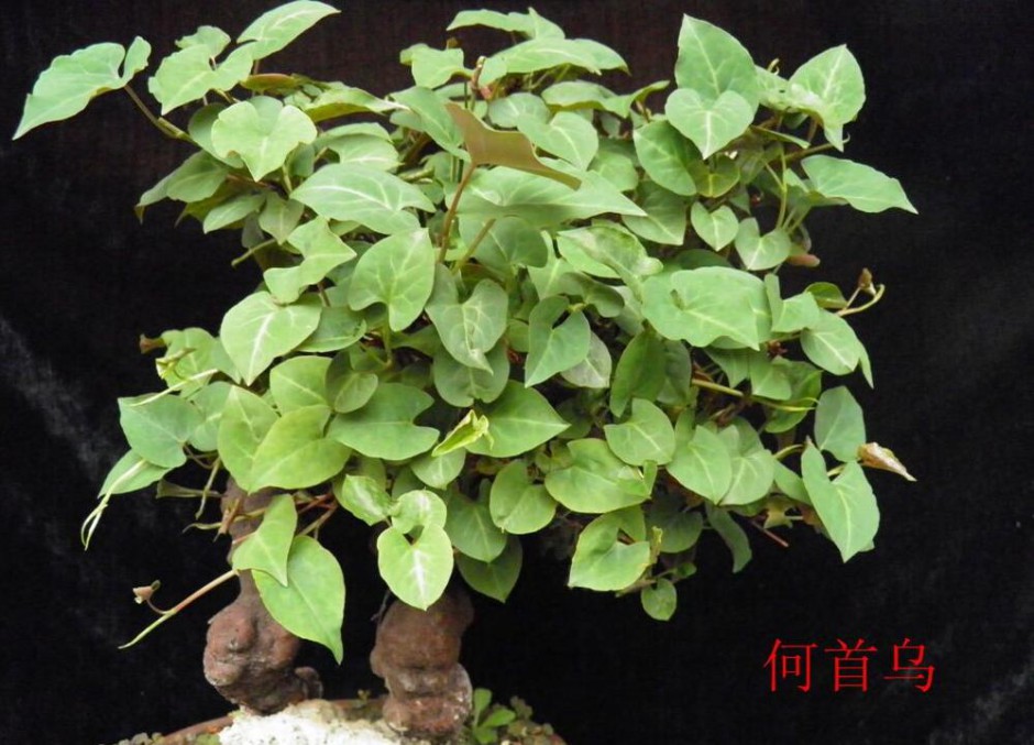 何首烏的功效及作用 何首烏怎么吃最好