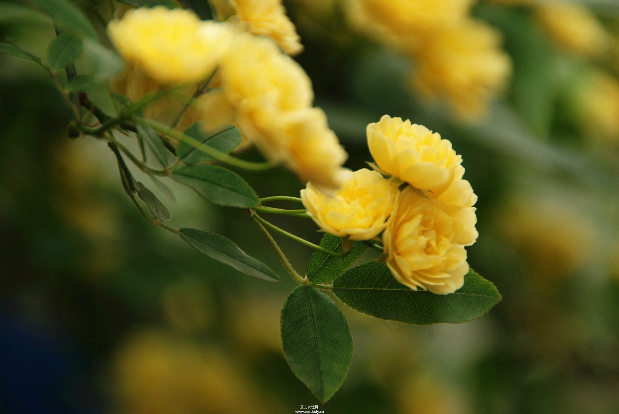 木香有何作用與功效 原來木香還有這作用