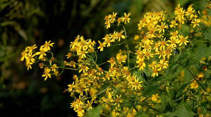 千里光是什么 千里光的功效與作用有哪些