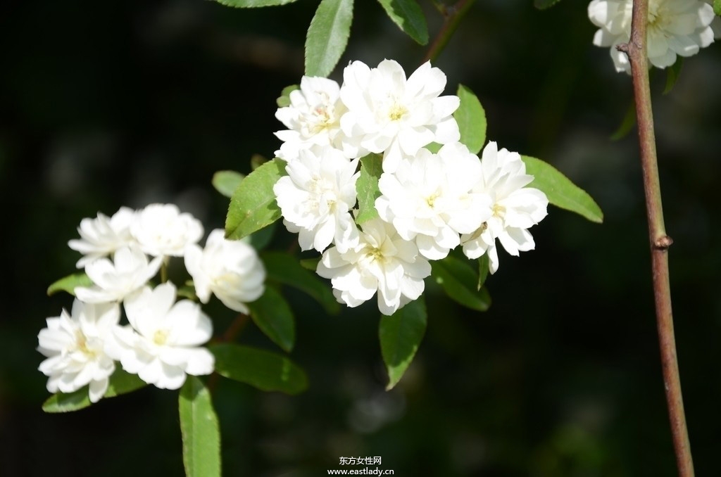 木香有何作用與功效 原來木香還有這作用