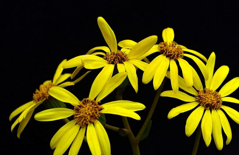 千里光是什么 千里光的功效與作用有哪些