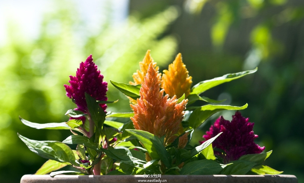 雞冠花的功效與作用 揭密雞冠花的藥用價(jià)值