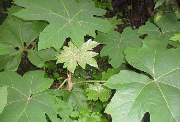 通草的功效與作用 通草怎么吃最發(fā)奶