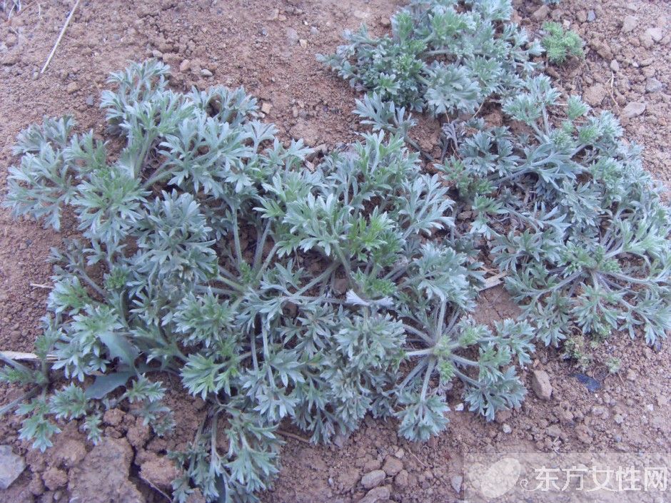 高血脂的治療與飲食 最見效的食療方法推薦