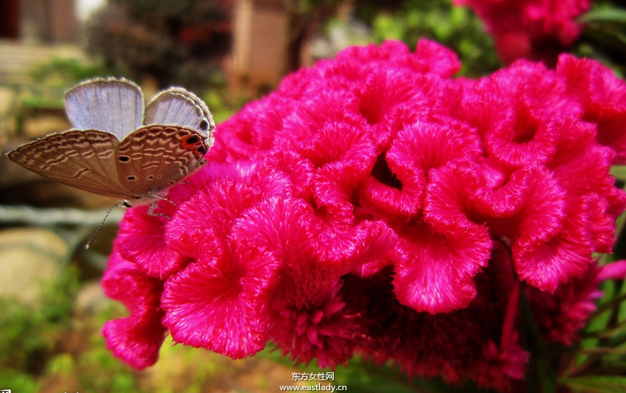 雞冠花的功效與作用 揭密雞冠花的藥用價(jià)值