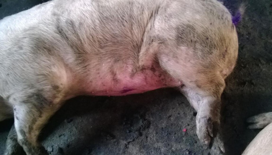 鏈球菌感染的不同表現(xiàn) 什么會(huì)導(dǎo)致鏈球菌感染