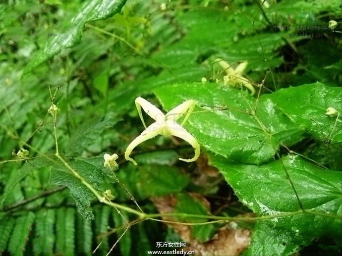 淫羊藿的功效與作用及食用方法大全