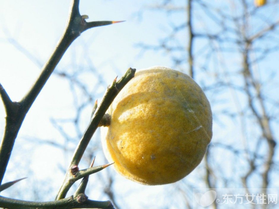 乳腺增生的食療方法 不及時治療小心引發(fā)乳腺癌