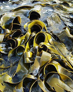 高血壓吃什么好 高血壓患者七大飲食原則