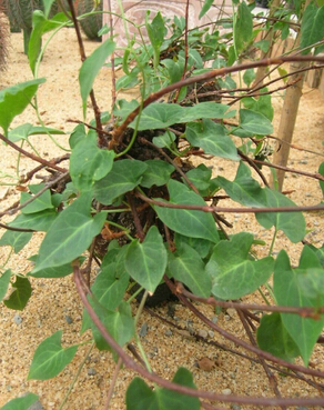 怎樣白發(fā)變黑發(fā) 食療方讓你白發(fā)變黑發(fā)