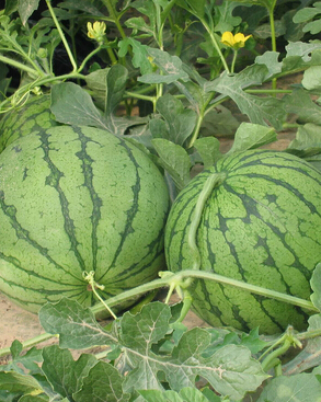 白癜風不能吃什么 白癜風的飲食禁忌