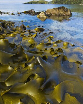 排毒食物 最適合春夏排毒的6種蔬果