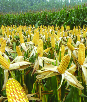 小兒腦癱 小兒腦癱飲食護(hù)理要點(diǎn)及飲食禁忌