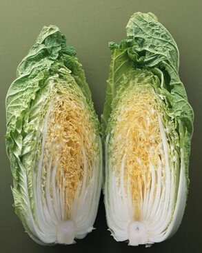 健康飲食 冬季膳食養(yǎng)生必備的四大食物