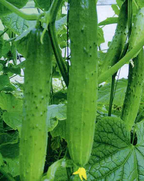 排毒食物 最適合春夏排毒的6種蔬果