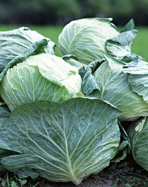 包菜怎么做好吃 包菜食譜調(diào)理你腸胃