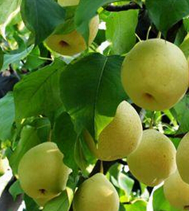 孕婦飲食指南 孕婦飲食上最適合吃的水果