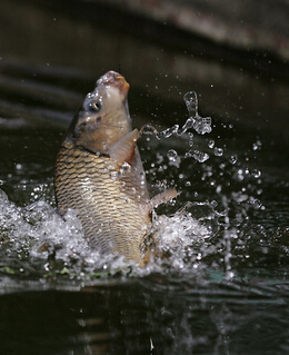 春季養(yǎng)生 吃魚(yú)時(shí)需注意的八種禁忌