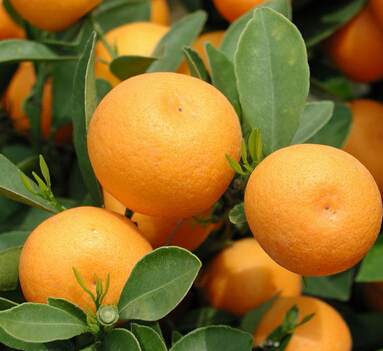 怎樣白發(fā)變黑發(fā) 春天吃什么水果讓白發(fā)變黑