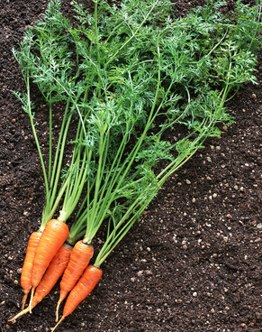 脫發(fā)怎么辦 脫發(fā)患者吃什么好