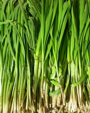 韭菜的功效與作用 吃韭菜能補(bǔ)腎助陽