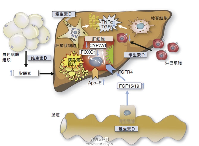 老中醫(yī)手把手教你應(yīng)當(dāng)如何治療肝病