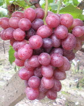 孕婦食譜 如何合理搭配孕期飲食