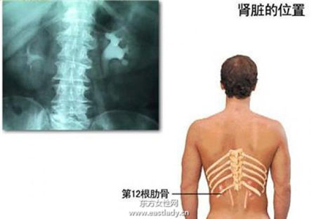 學(xué)起來 10種不花錢的補腎妙方