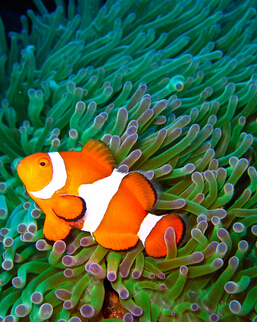 孕婦飲食禁忌 導(dǎo)致畸型胎兒的6種食物