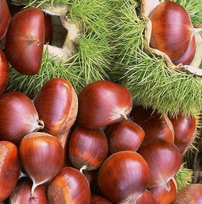 口腔潰瘍的治療方法 口腔潰瘍吃什么好