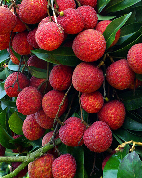 哺乳期不能吃的東西 哺乳期不要碰的水果