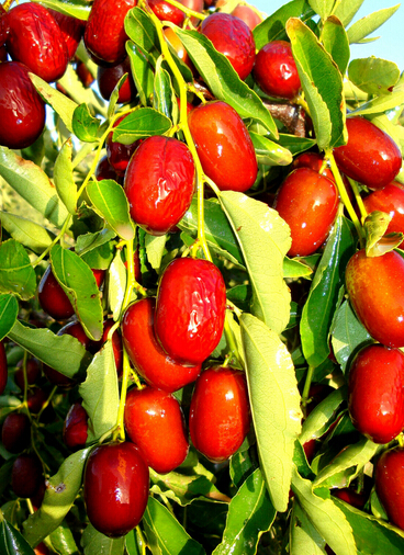 補(bǔ)血的食物有哪些 吃什么可以補(bǔ)氣補(bǔ)血