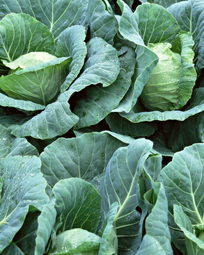 包菜怎么做好吃 包菜食譜調(diào)理你腸胃