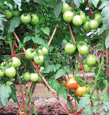 冬天西紅柿可以吃嗎 如何正確挑選西紅柿