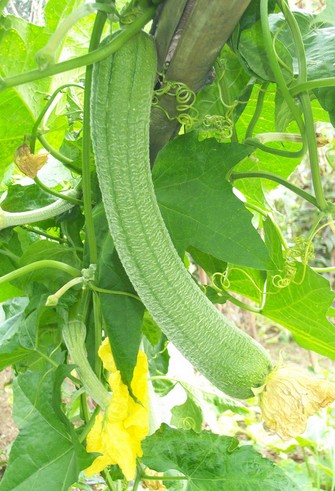 前列腺炎怎么治療 盤點(diǎn)前列腺炎的食療偏方