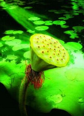 口腔潰瘍的治療方法 口腔潰瘍的小偏方