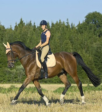 初學(xué)者騎馬須知 教你如何上下馬